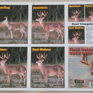 Whitetail Buck Age Chart