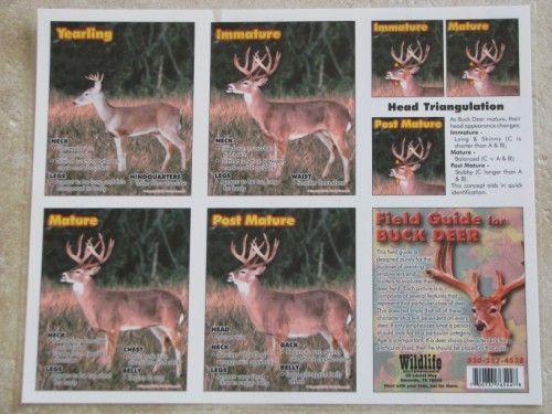 How do you tell the age of a whitetail buck Whitetail Buck Age Chart Ccw Hunting Calls