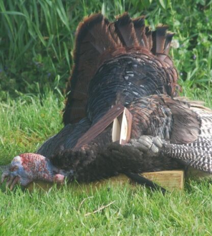Half Moon Turkey Box Call - Image 5